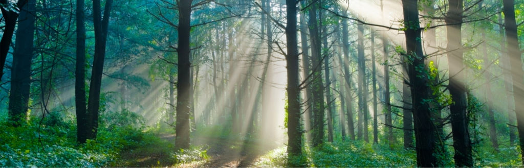 Odoo - Изображение и текст